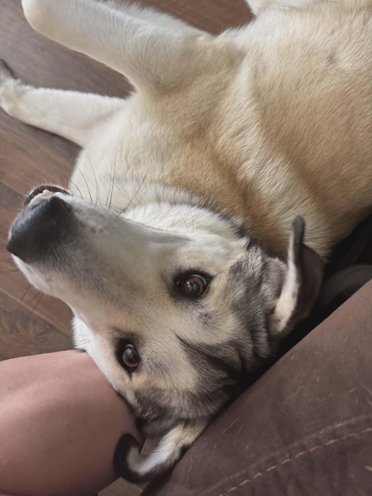 Enlarge Maggie, a Adopted mixed breed in Delta Junction, AK image 4/5