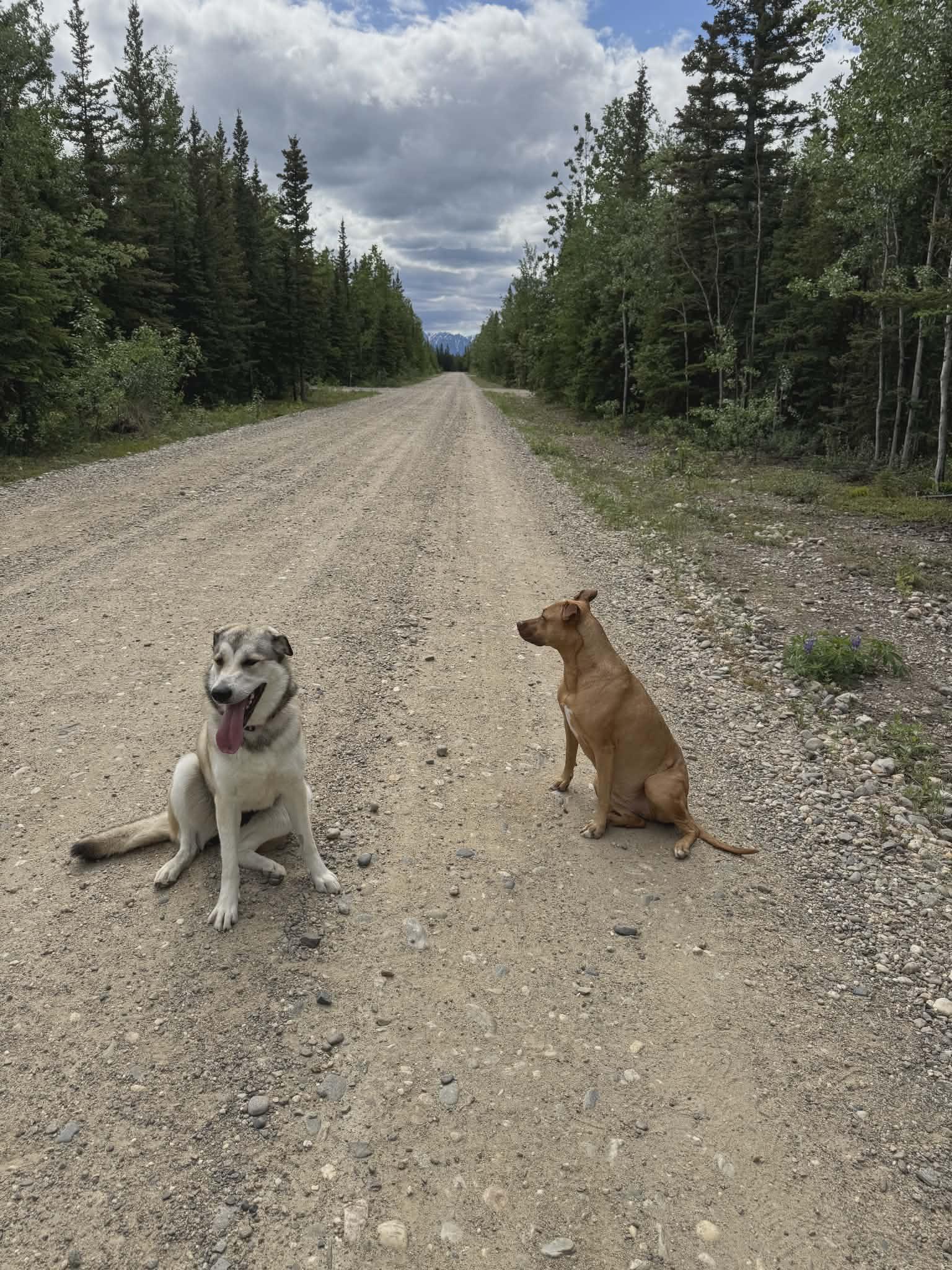 Enlarge Maggie, a Adopted mixed breed in Delta Junction, AK image 3/5