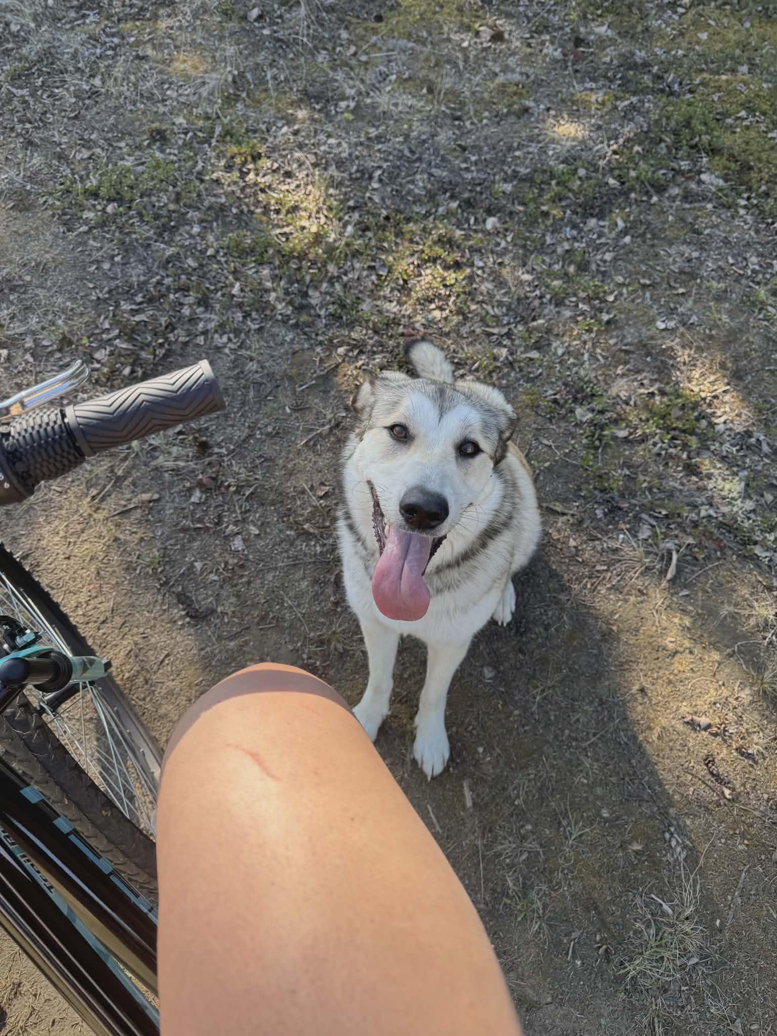Enlarge Maggie, a Adopted mixed breed in Delta Junction, AK image 5/5