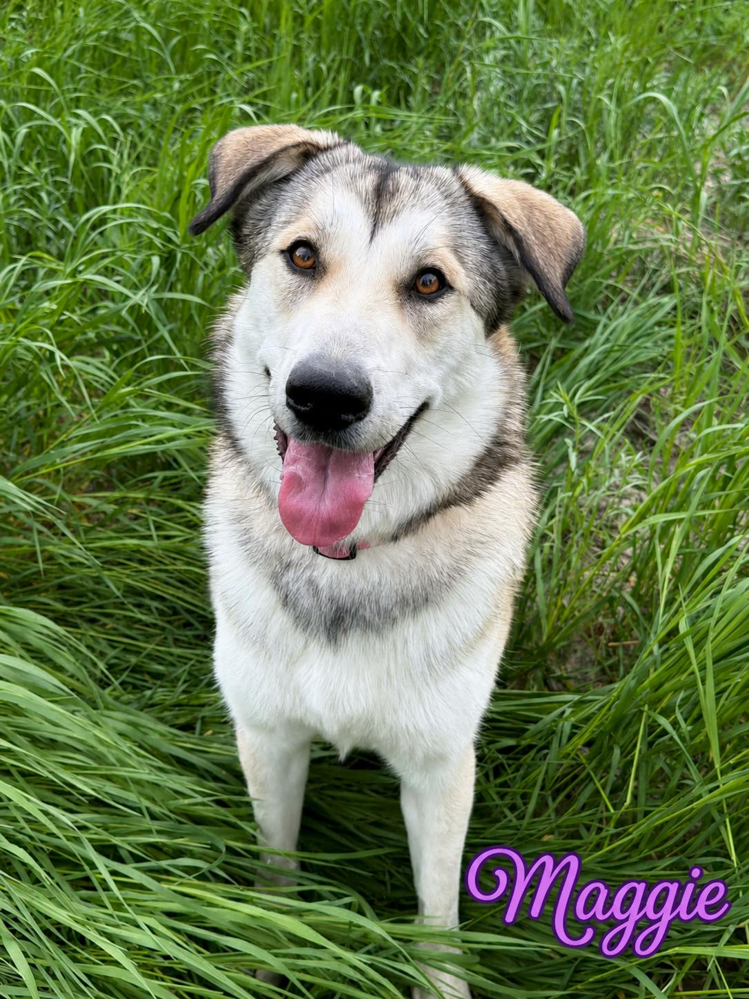 Maggie, Adopted, Young Female Karelian Bear Dog & Husky.