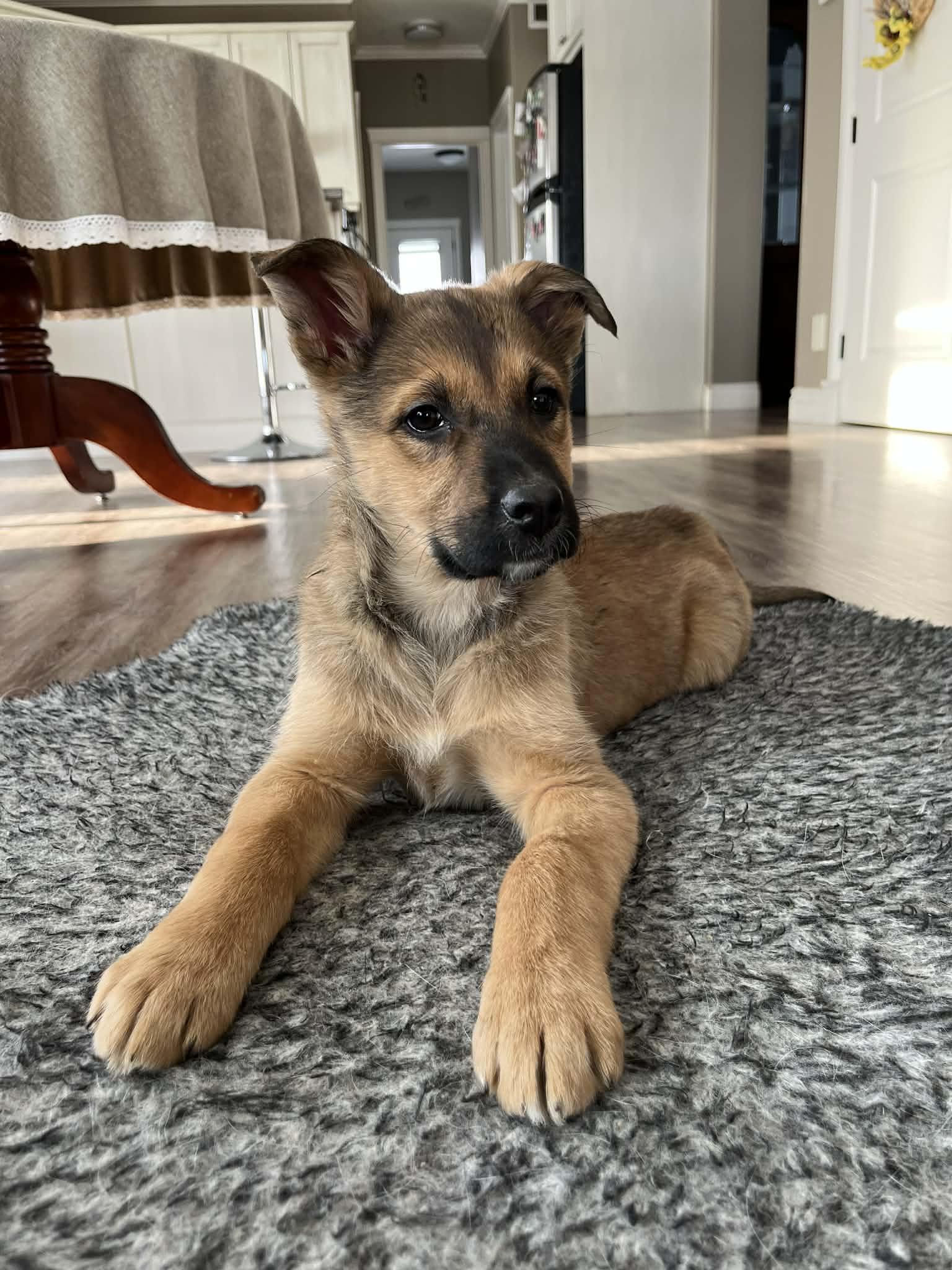 Enlarge Ariat, a ADOPTABLE mixed breed in Saskatoon, SK image 4/6