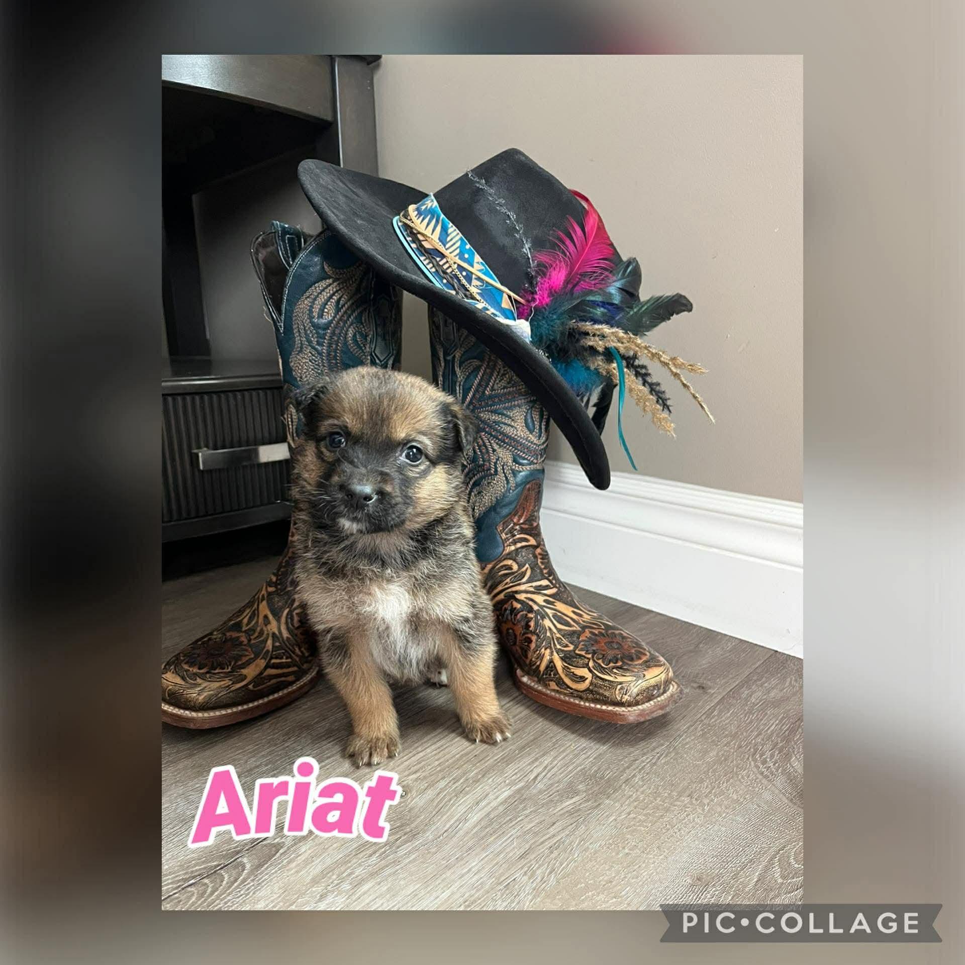 Ariat, a ADOPTABLE mixed breed in Saskatoon, SK image 2/4