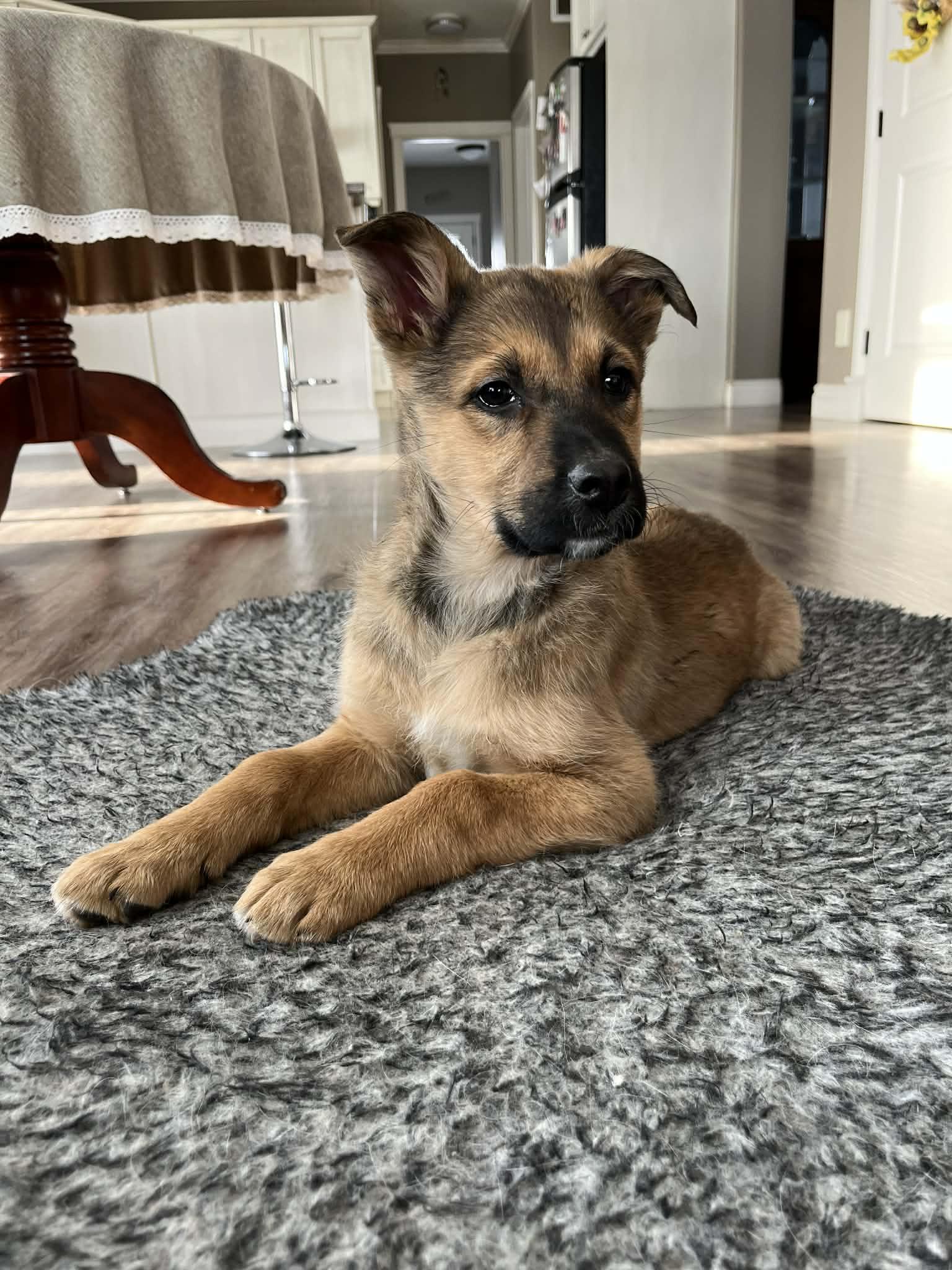 Enlarge Ariat, a ADOPTABLE mixed breed in Saskatoon, SK image 6/6