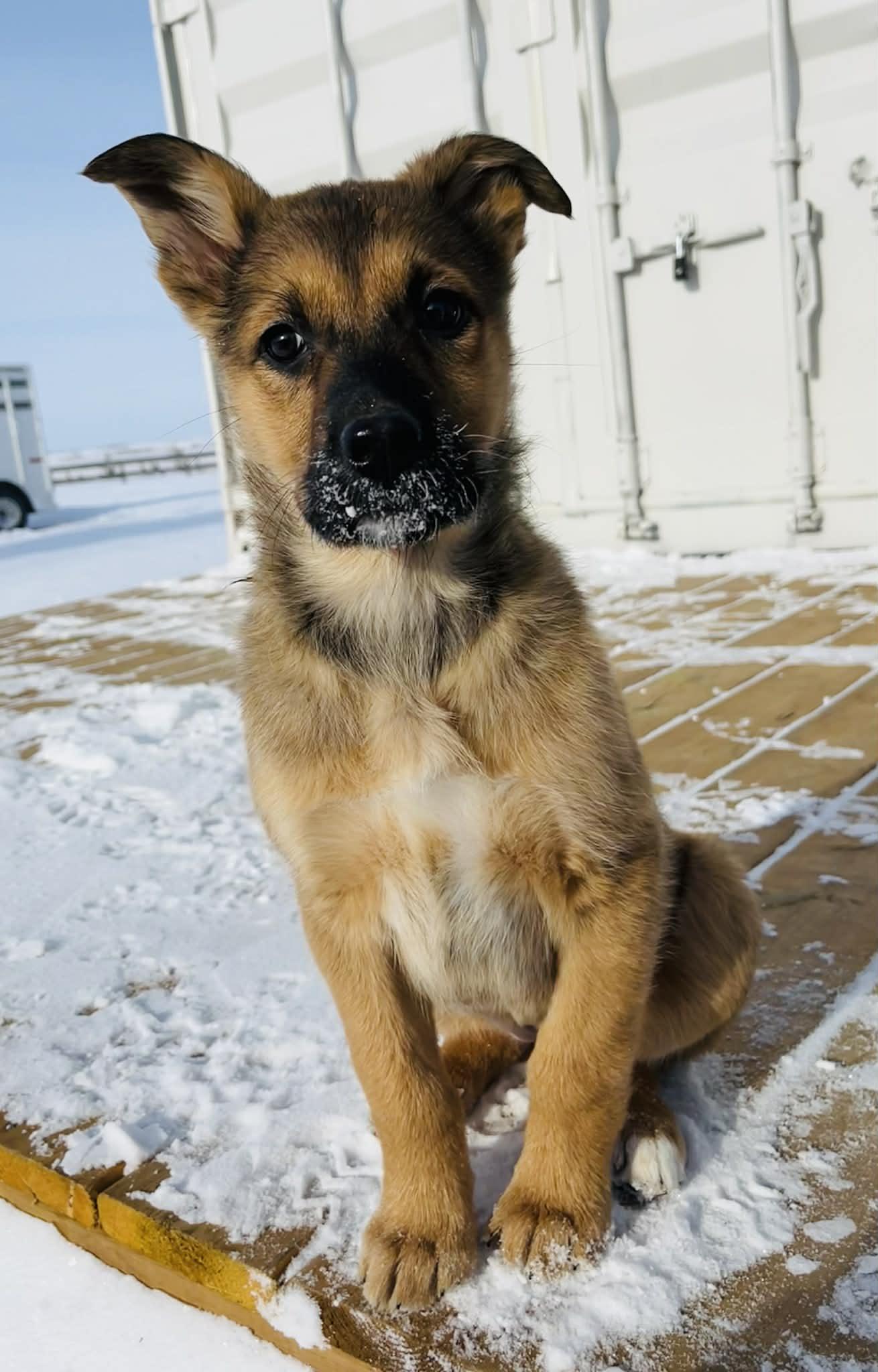 Ariat, ADOPTABLE, Puppy Female Mixed Breed.