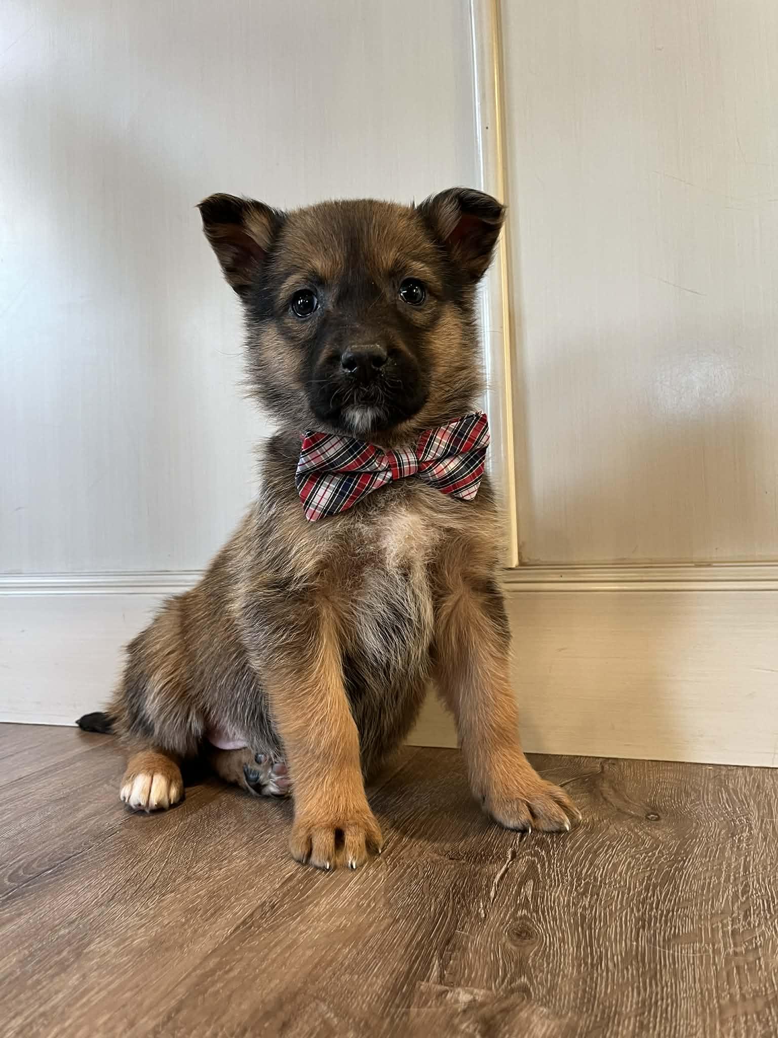 Ariat, a ADOPTABLE mixed breed in Saskatoon, SK image 3/4