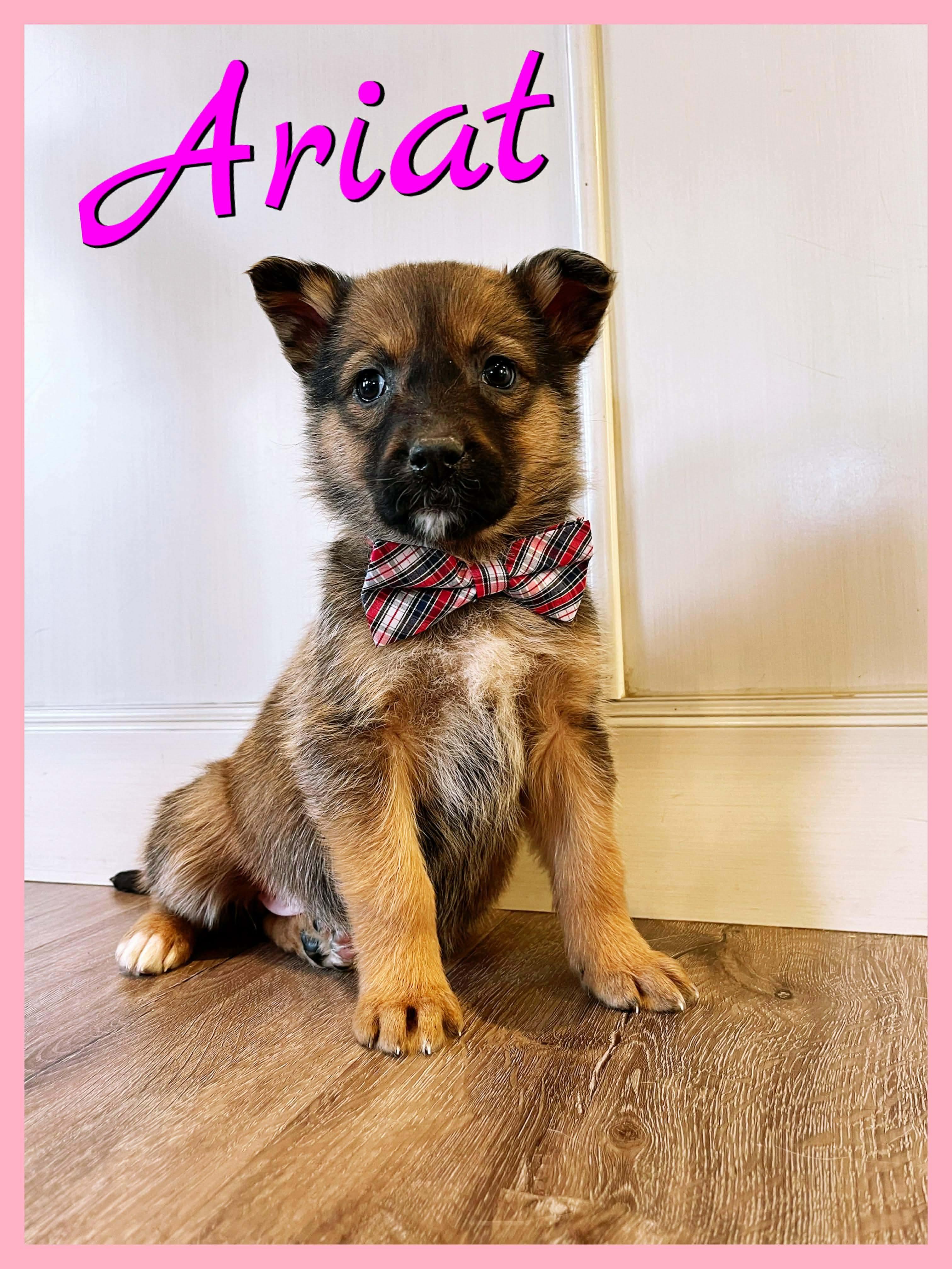 Ariat, ADOPTABLE, Puppy Female Mixed Breed.