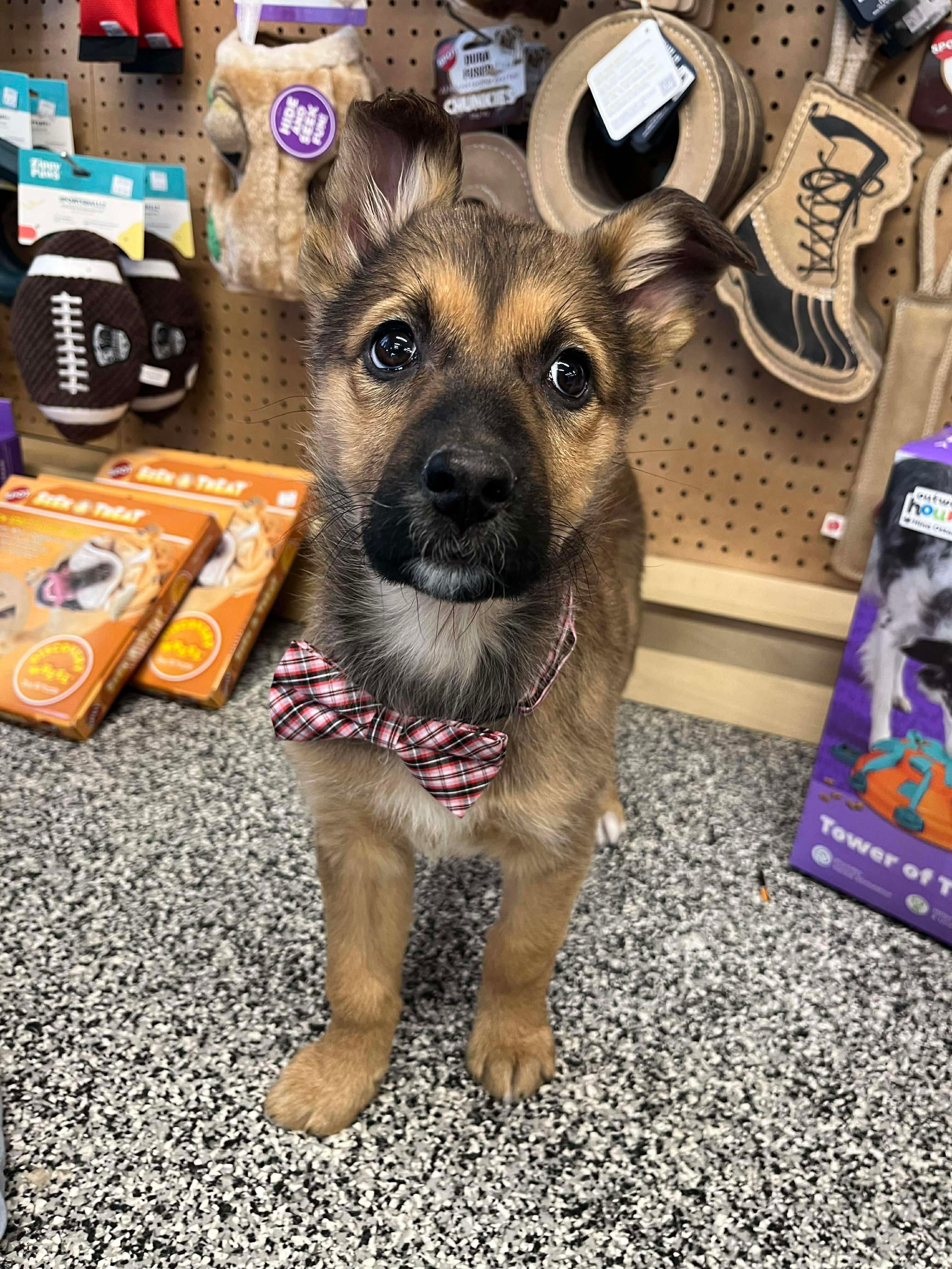 Enlarge Ariat, a ADOPTABLE mixed breed in Saskatoon, SK image 3/6