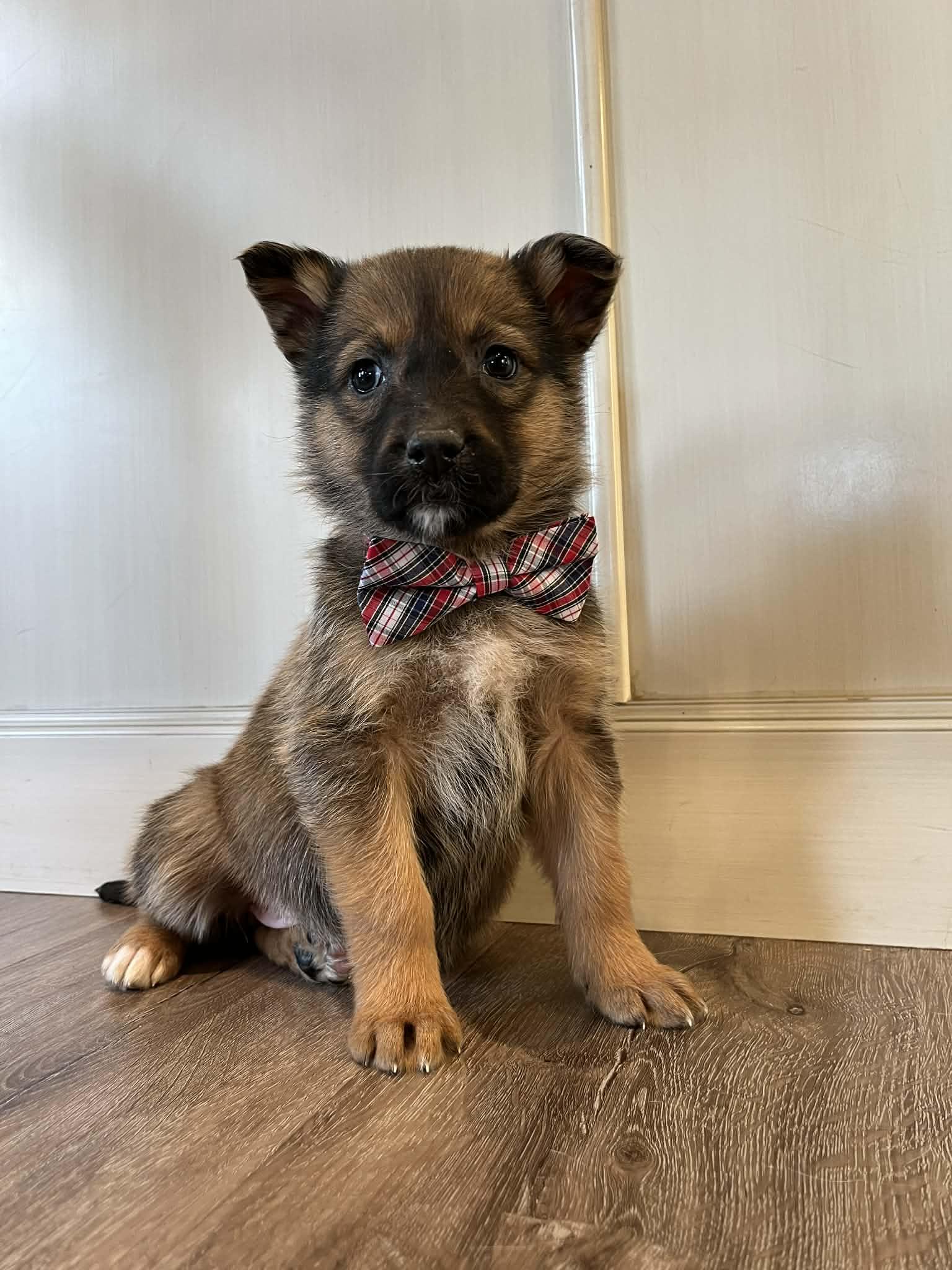 Ariat, a ADOPTABLE mixed breed in Saskatoon, SK image 4/4