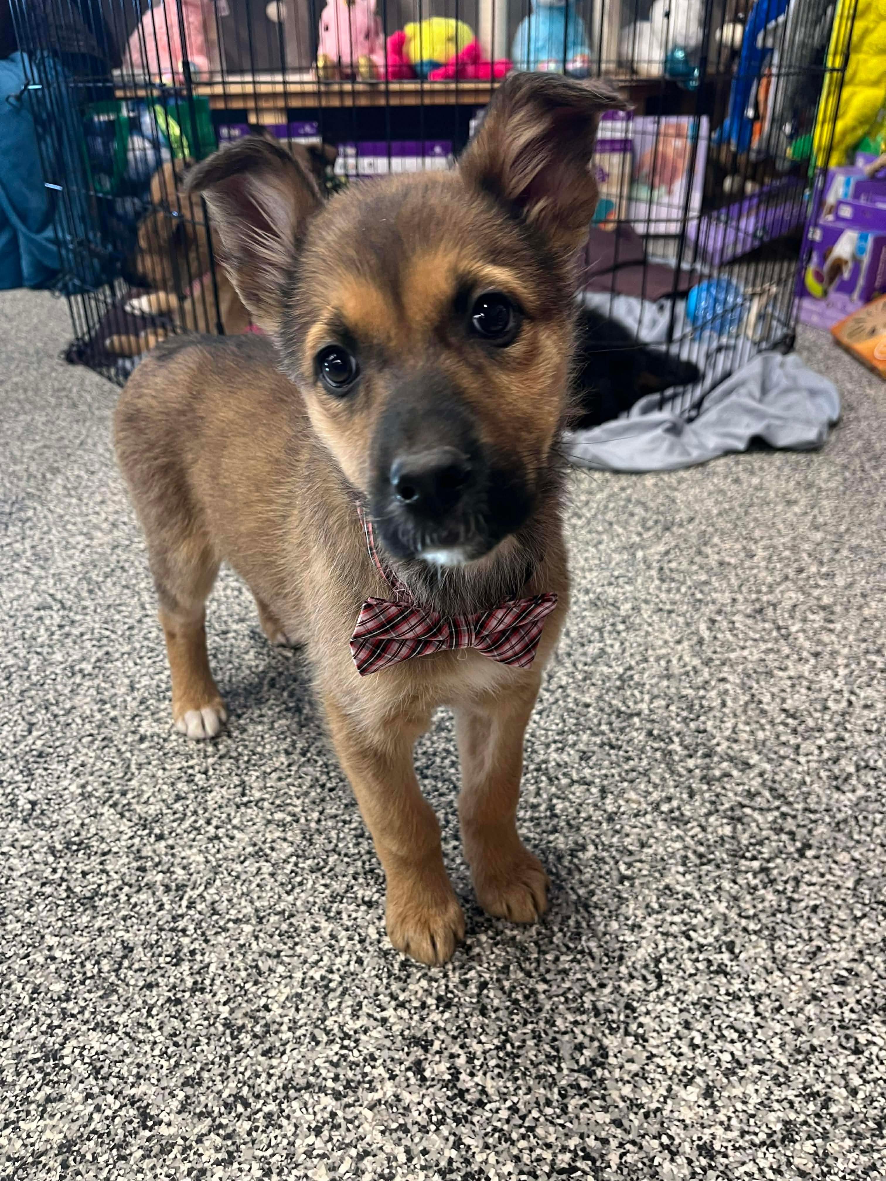 Ariat, ADOPTABLE, Puppy Female Mixed Breed.