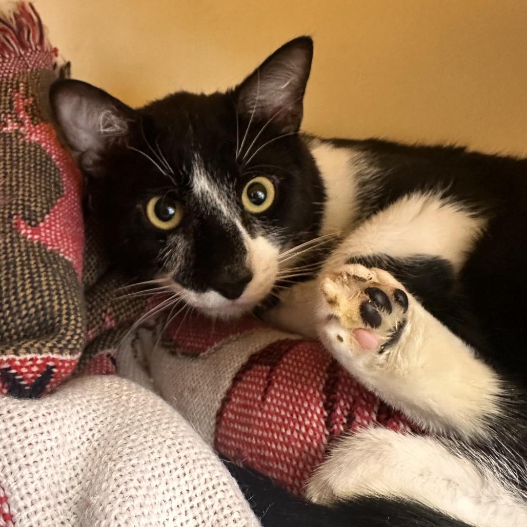 Dean, a Adoptable Domestic Short Hair in Rocky Mount, VA image 1/2