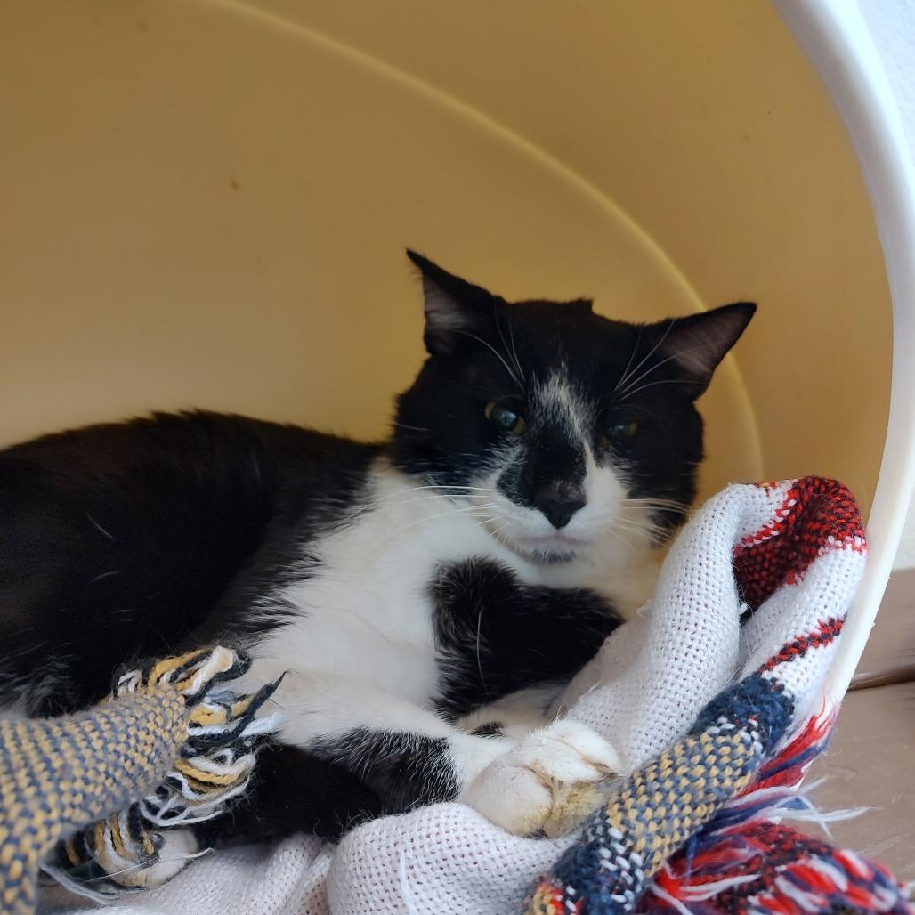 Dean, a Adoptable Domestic Short Hair in Rocky Mount, VA image 2/2