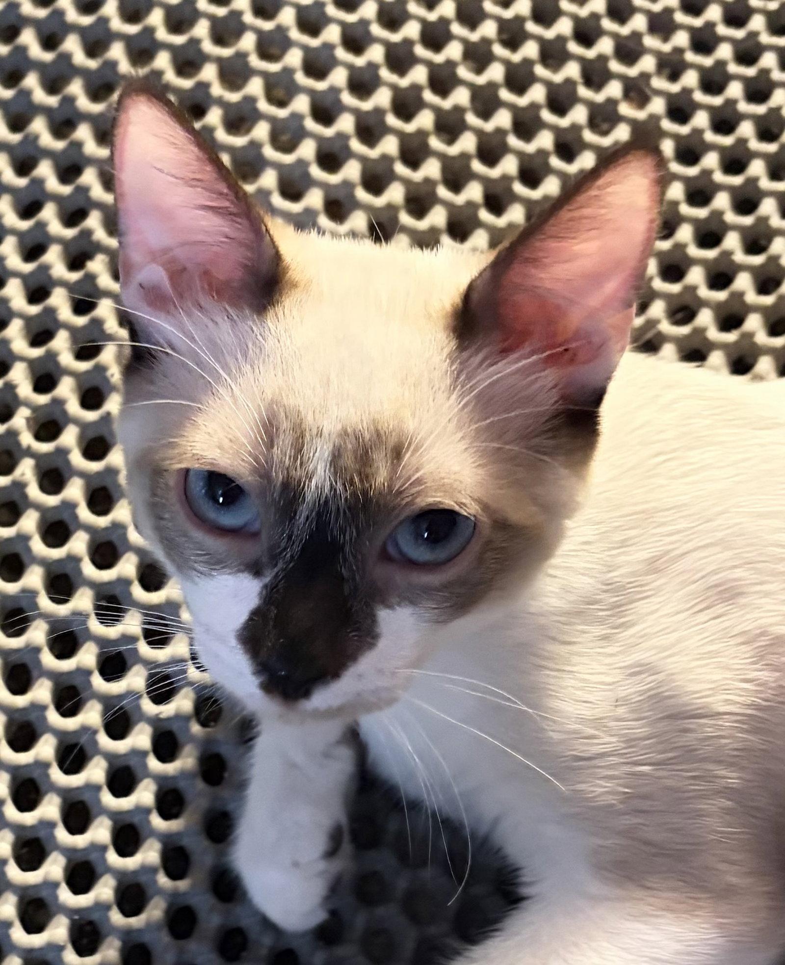Momo ( Lisa ), a Adopted Siamese in Vallejo, CA image 1/3