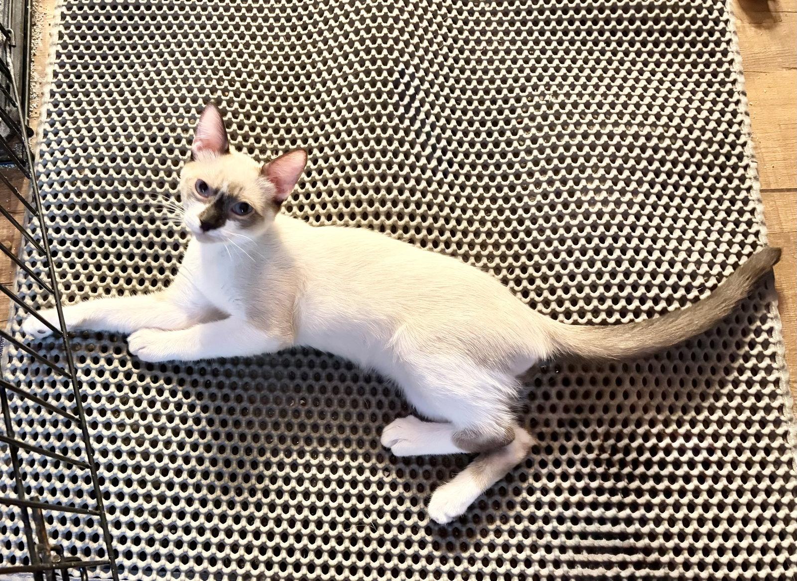 Momo ( Lisa ), a Adopted Siamese in Vallejo, CA image 2/3