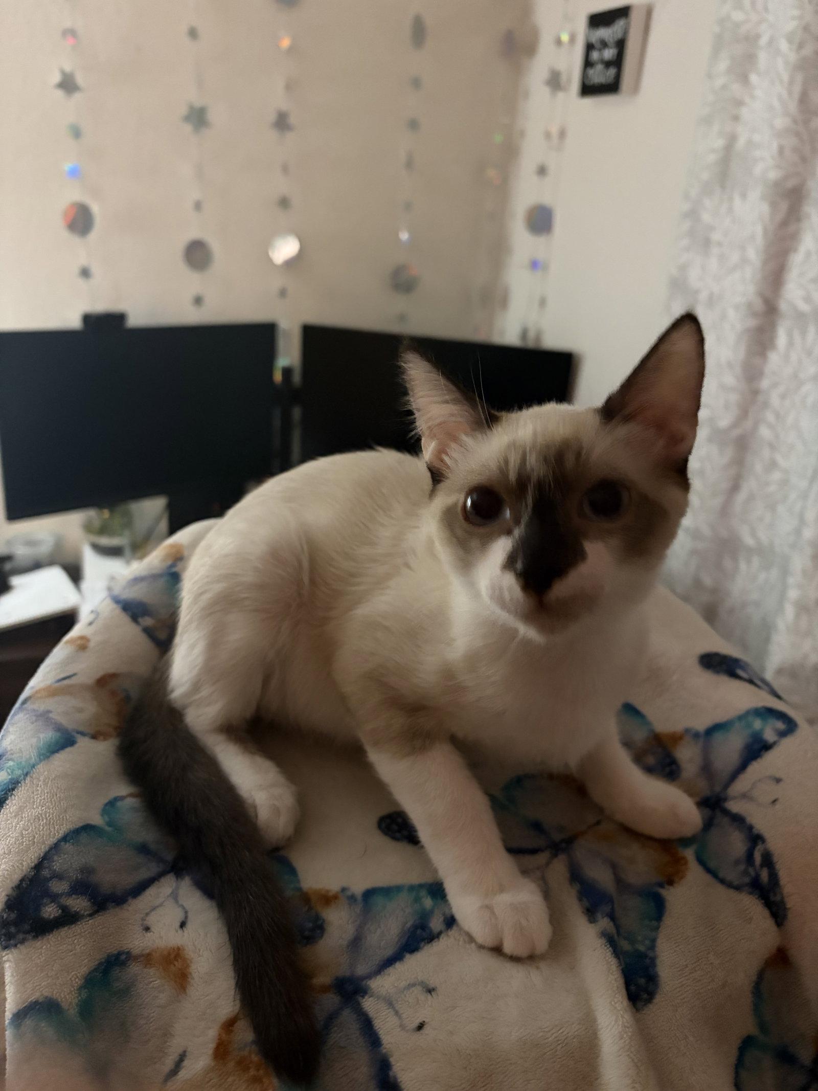 Momo ( Lisa ), a Adopted Siamese in Vallejo, CA image 3/3