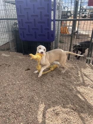 Flippy, Adoptable, Young Female Mixed Breed & Mixed Breed.