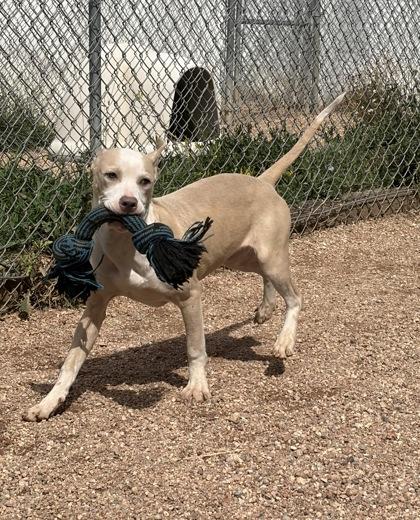 Enlarge Flippy, a Adoptable mixed breed in Divide, CO image 2/3