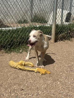 Enlarge Flippy, a Adoptable mixed breed in Divide, CO image 3/3