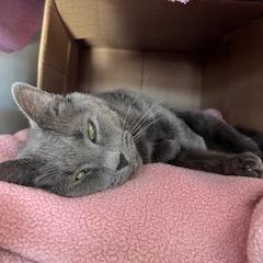 Stormy, Adoptable, Senior Female Domestic Short Hair.