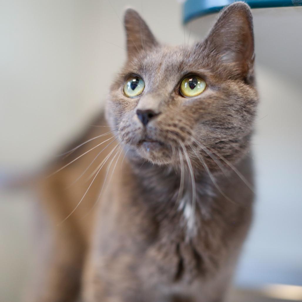 Stormy, a Adoptable Domestic Short Hair in Dover, NH image 1/5