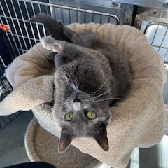 Stormy, a Adoptable Domestic Short Hair in Dover, NH image 2/5