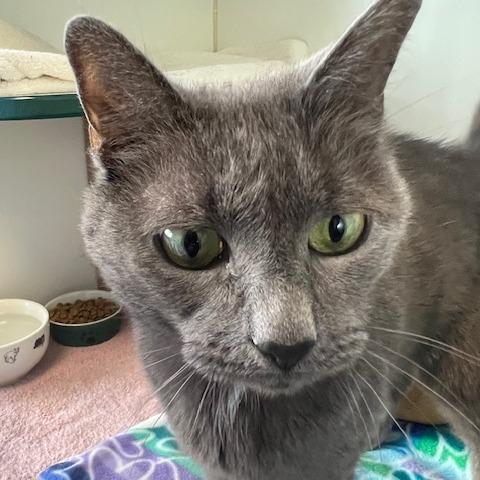 Enlarge Stormy, a Adoptable Domestic Short Hair in Dover, NH image 2/6