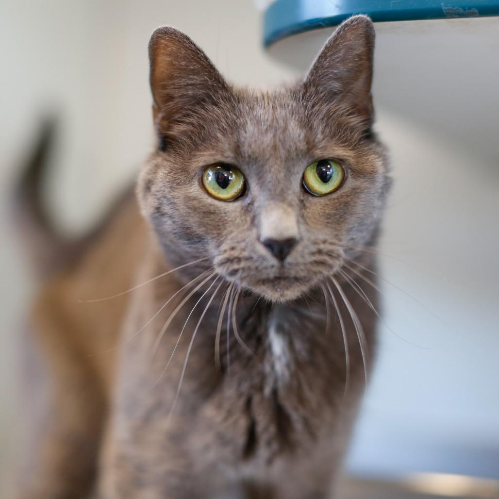 Enlarge Stormy, a Adoptable Domestic Short Hair in Dover, NH image 6/6