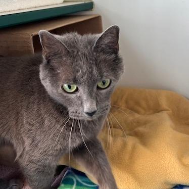 Stormy, a Adoptable Domestic Short Hair in Dover, NH image 4/5