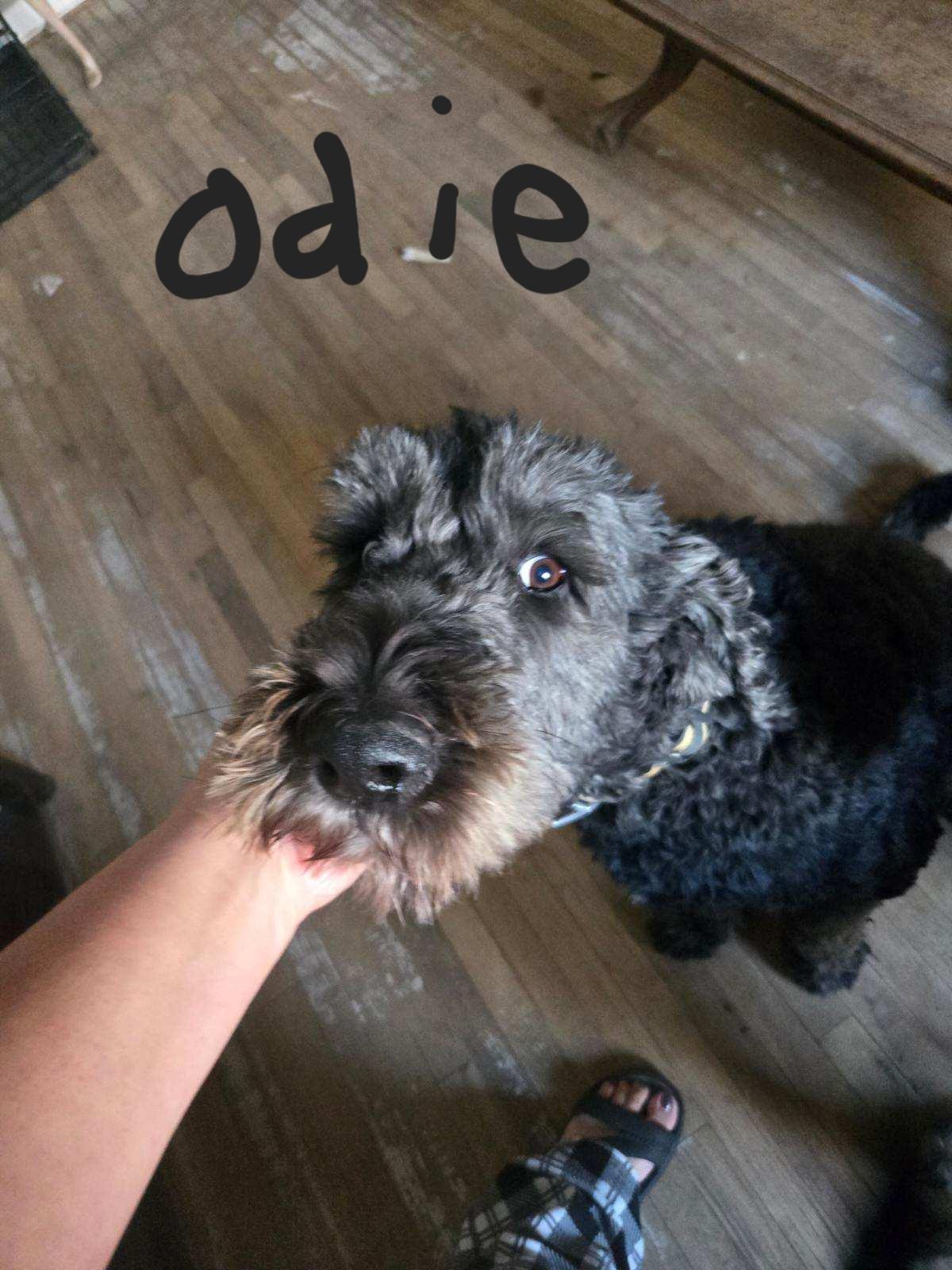 Odie, a ADOPTABLE mixed breed in Harrisville, UT image 2/2