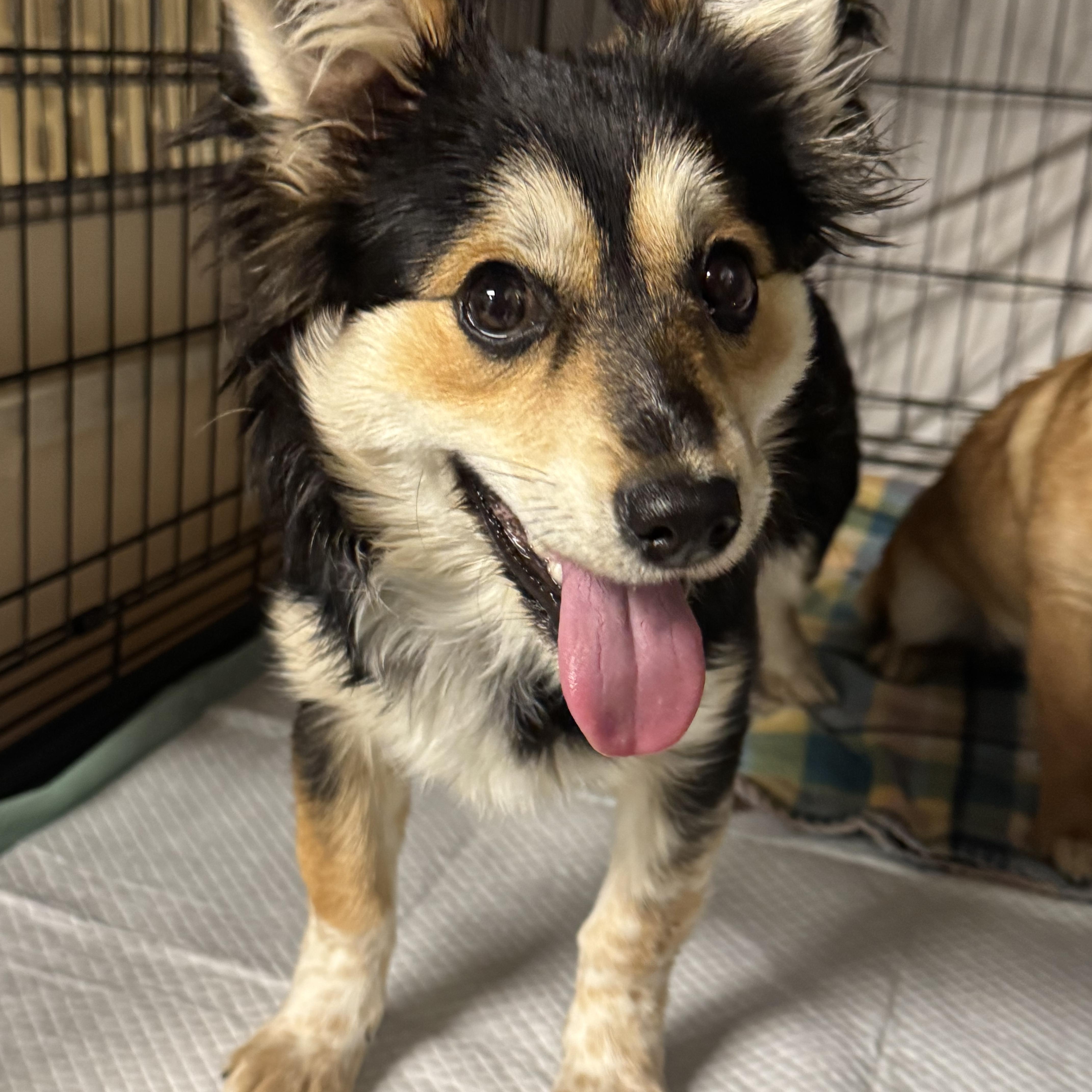 Enlarge Charlie , an adopted mixed breed in Fredericksburg, VA image 3/3