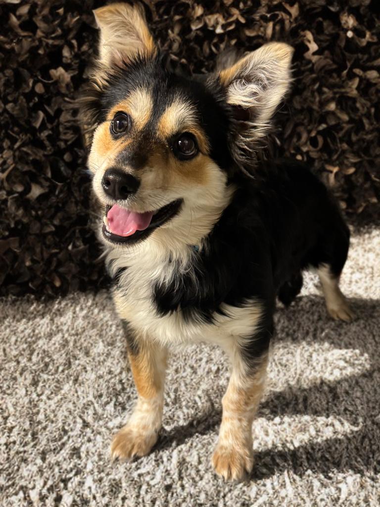 Enlarge Charlie , an adopted mixed breed in Fredericksburg, VA image 1/3