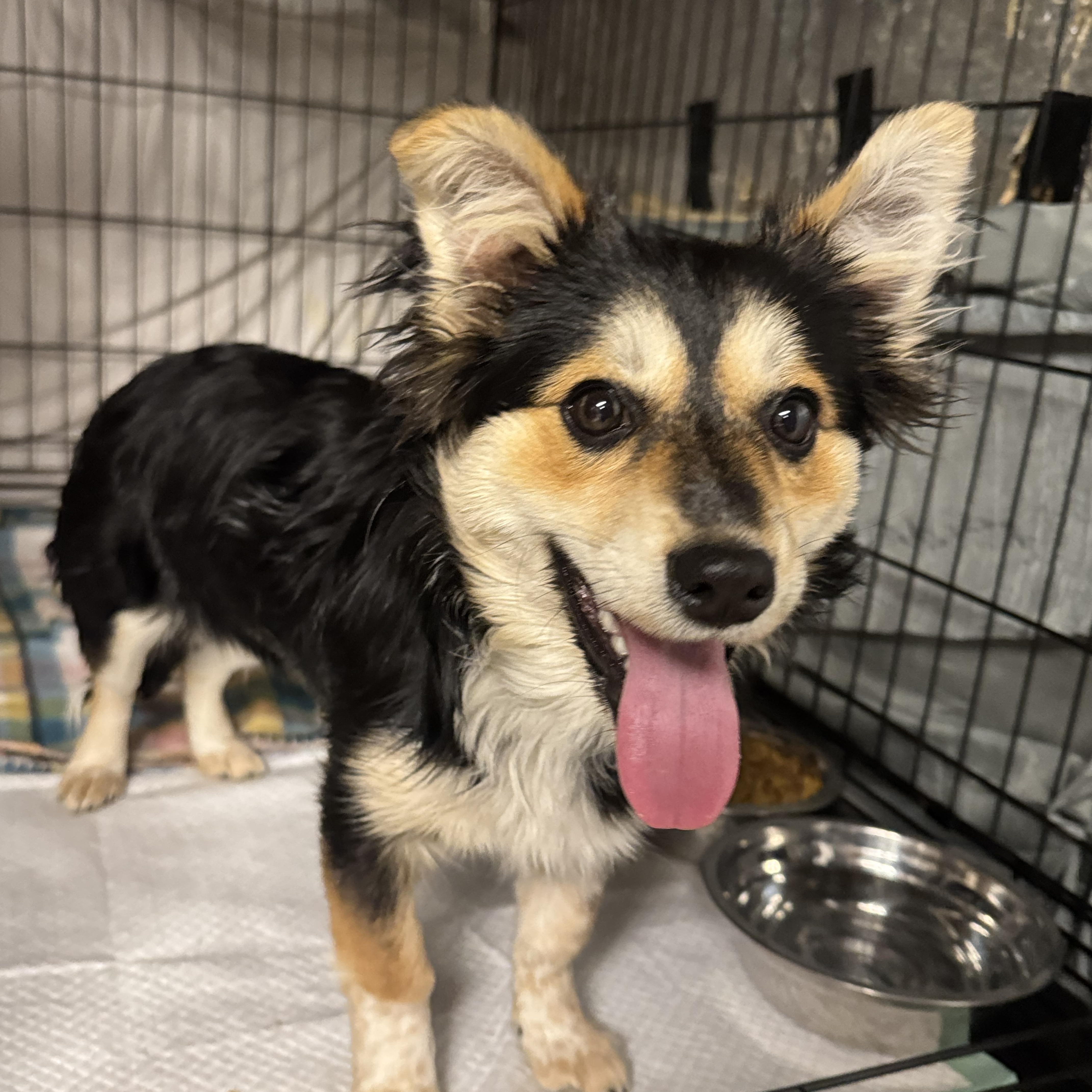 Enlarge Charlie , an adopted mixed breed in Fredericksburg, VA image 2/3