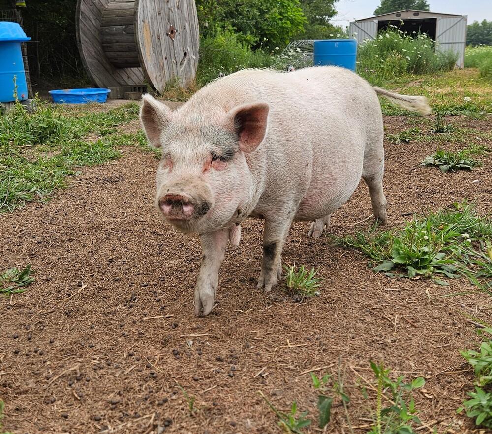 Fig, ADOPTABLE, Adult Male Pig.
