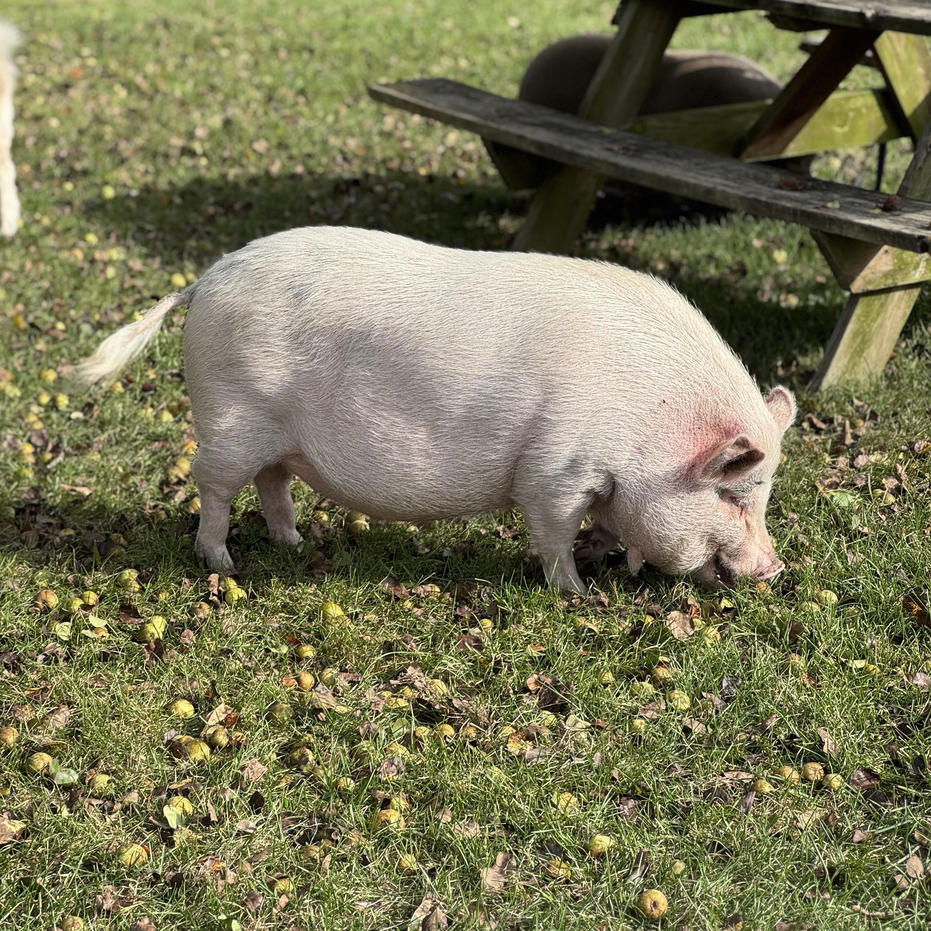 Enlarge Fig, a Adoptable Pig in China Township, MI image 2/2
