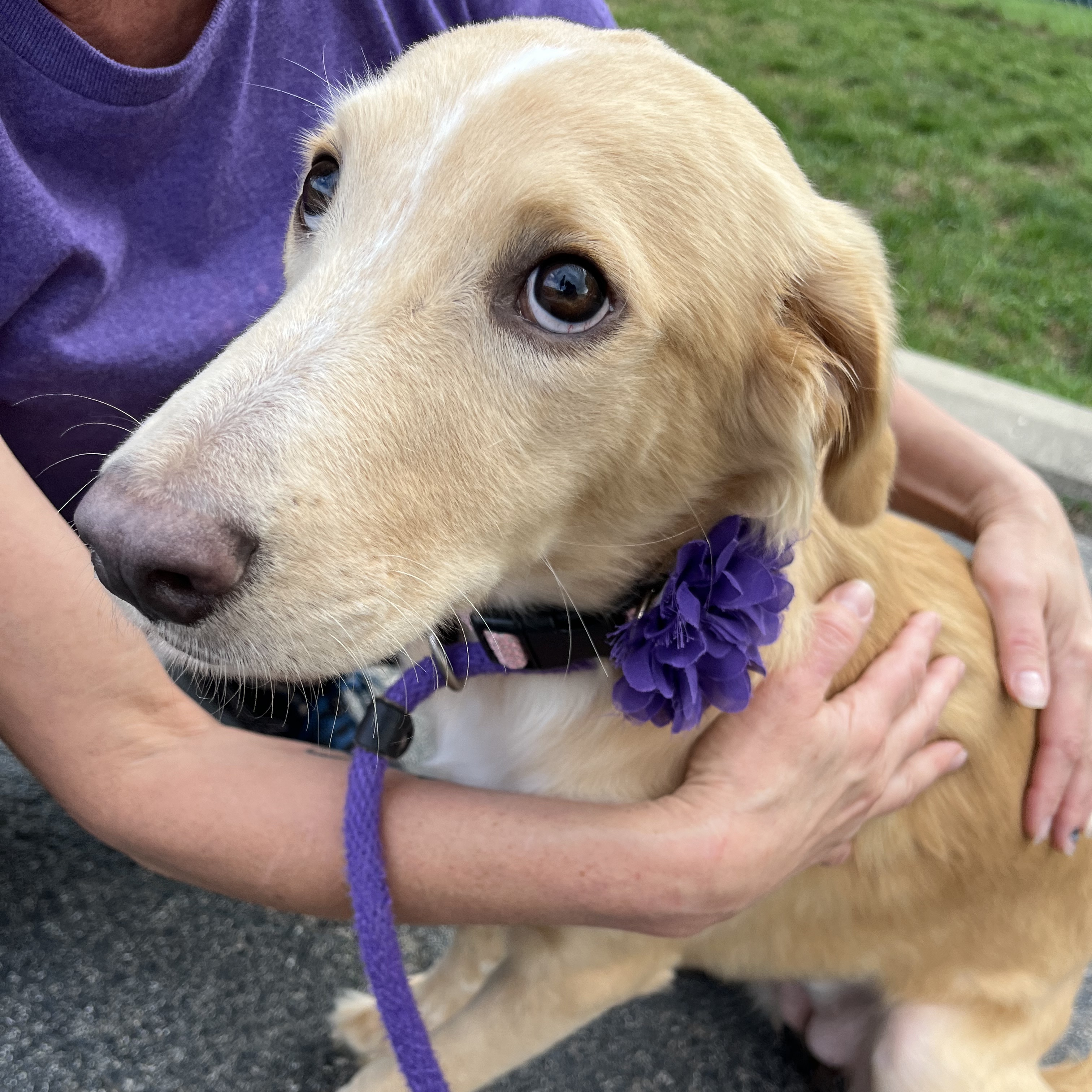 Dog for adoption Dakota, a Golden Retriever Mix in Plainfield, IL