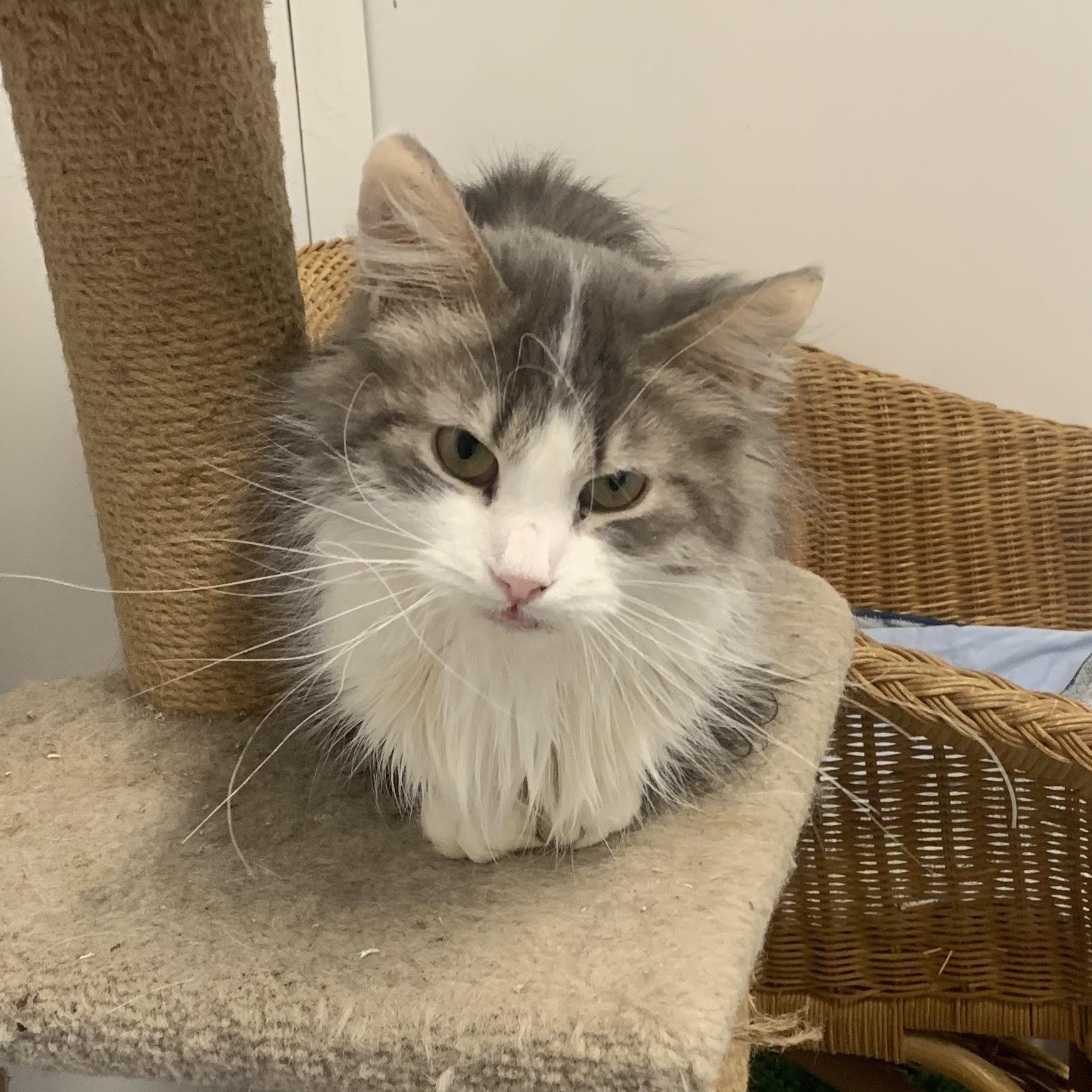 Titpuce, Adoptable, Young Male Domestic Long Hair.