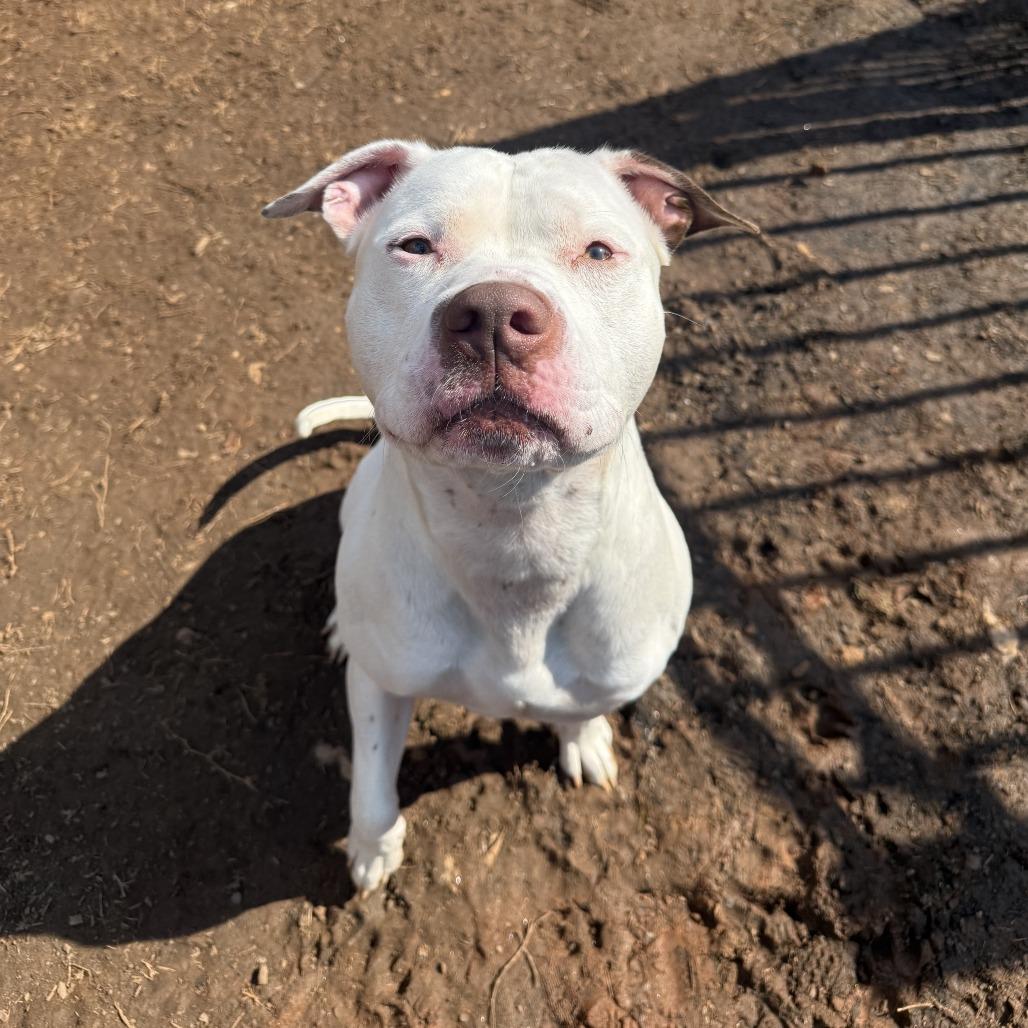 Marshall — thumbnail 2