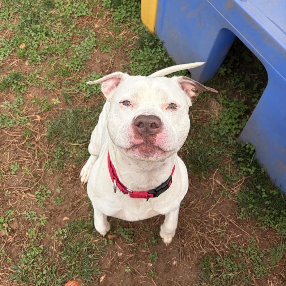 Marshall — thumbnail 3