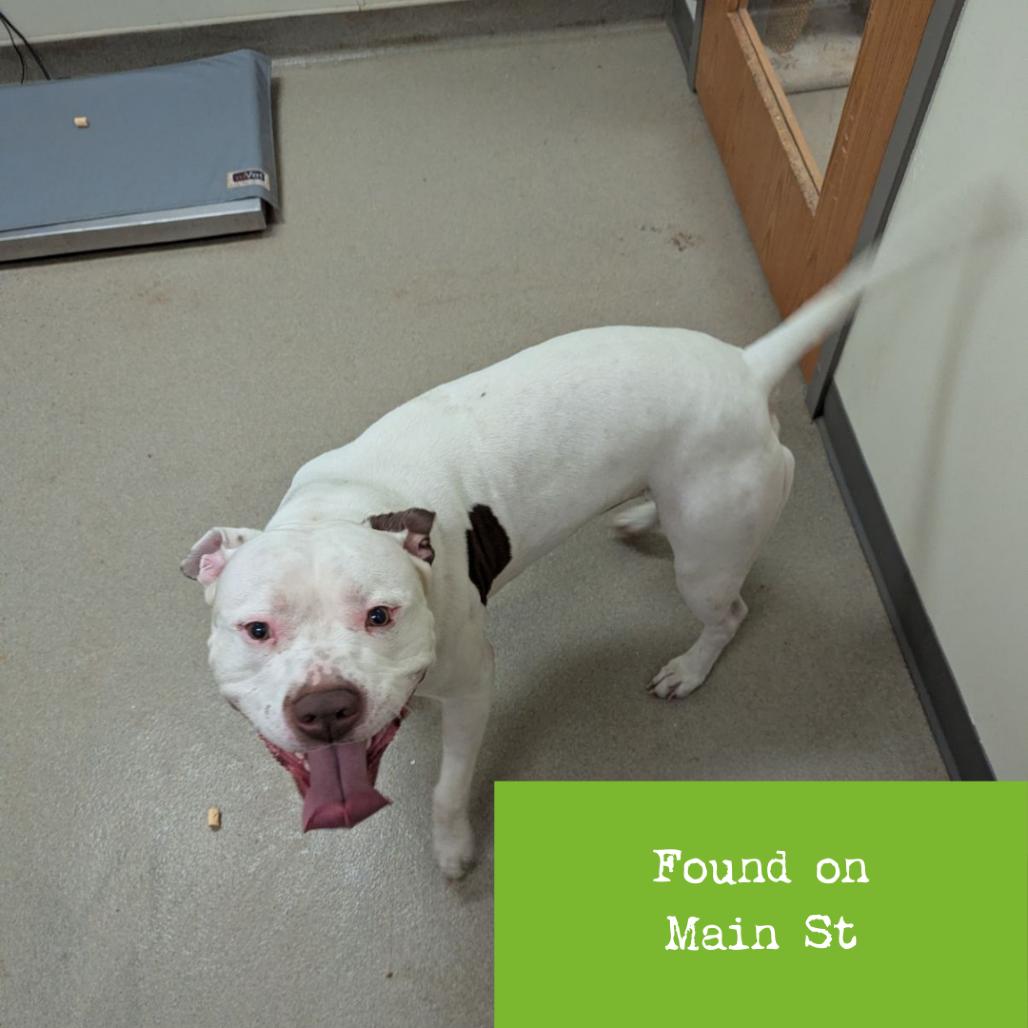 Marshall — thumbnail 4