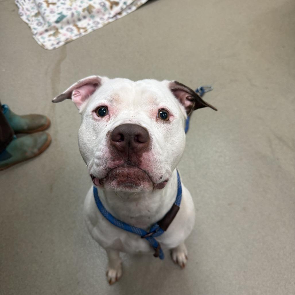 Marshall — thumbnail 5