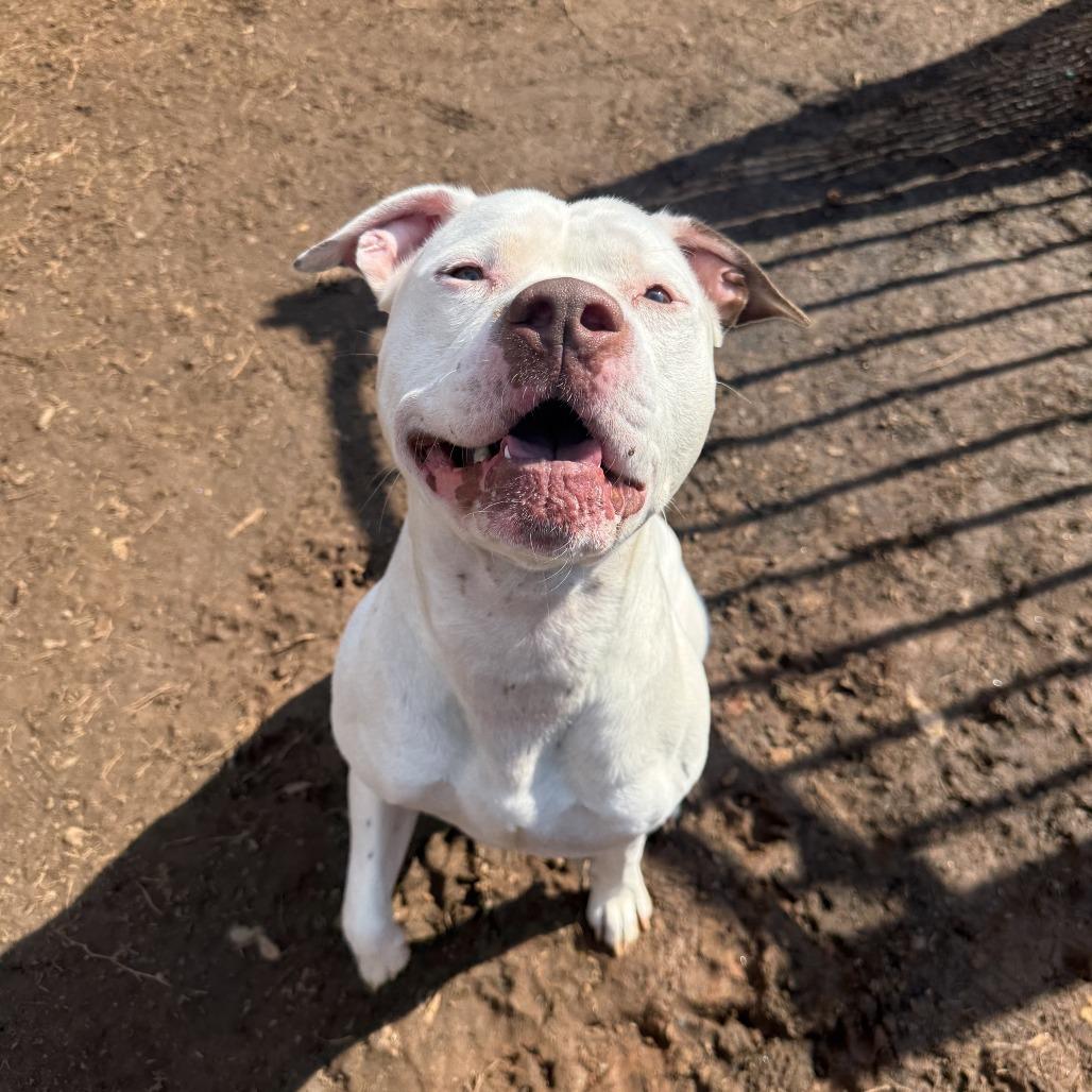 Marshall — thumbnail 6