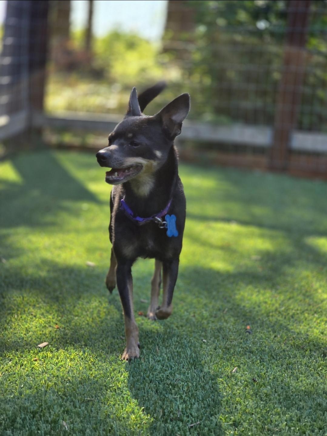 Enlarge Cecelia (Cece), a Adoptable mixed breed in Buckley, WA image 2/5