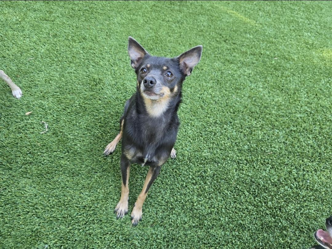 Enlarge Cecelia (Cece), a Adoptable mixed breed in Buckley, WA image 5/5