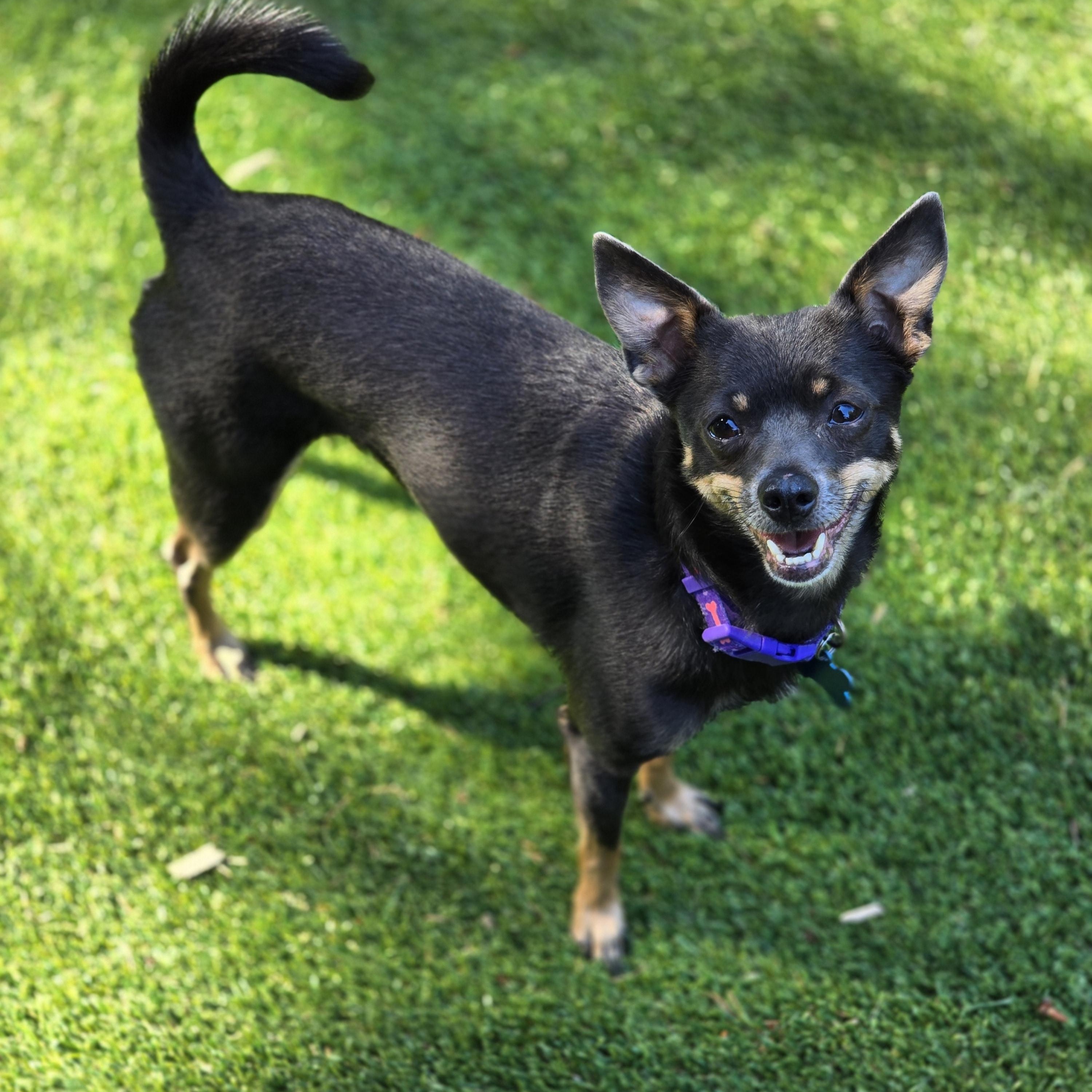 Enlarge Cecelia (Cece), a Adoptable mixed breed in Buckley, WA image 3/5