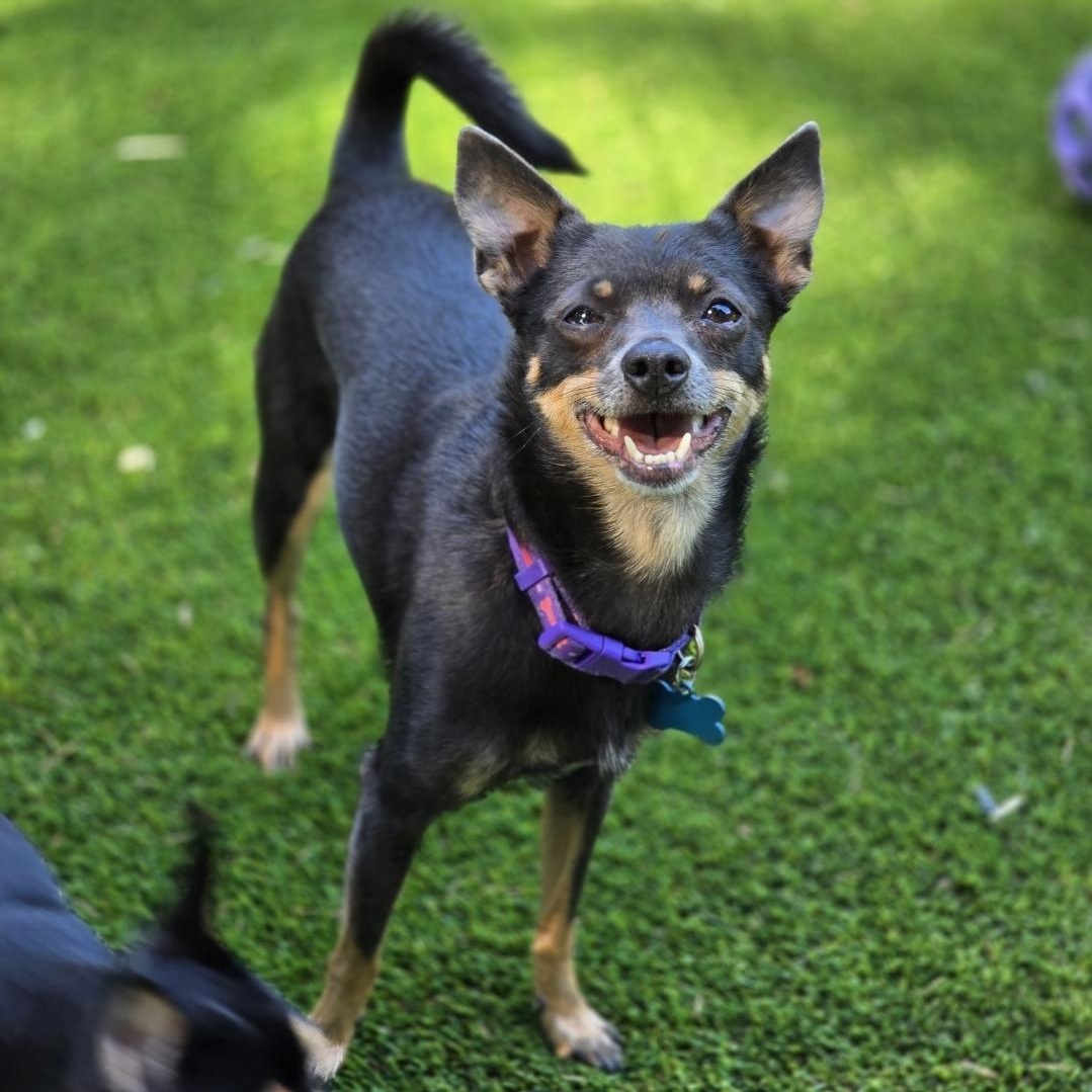 Cecelia (Cece), Adoptable, Adult Female Miniature Pinscher & Chihuahua.