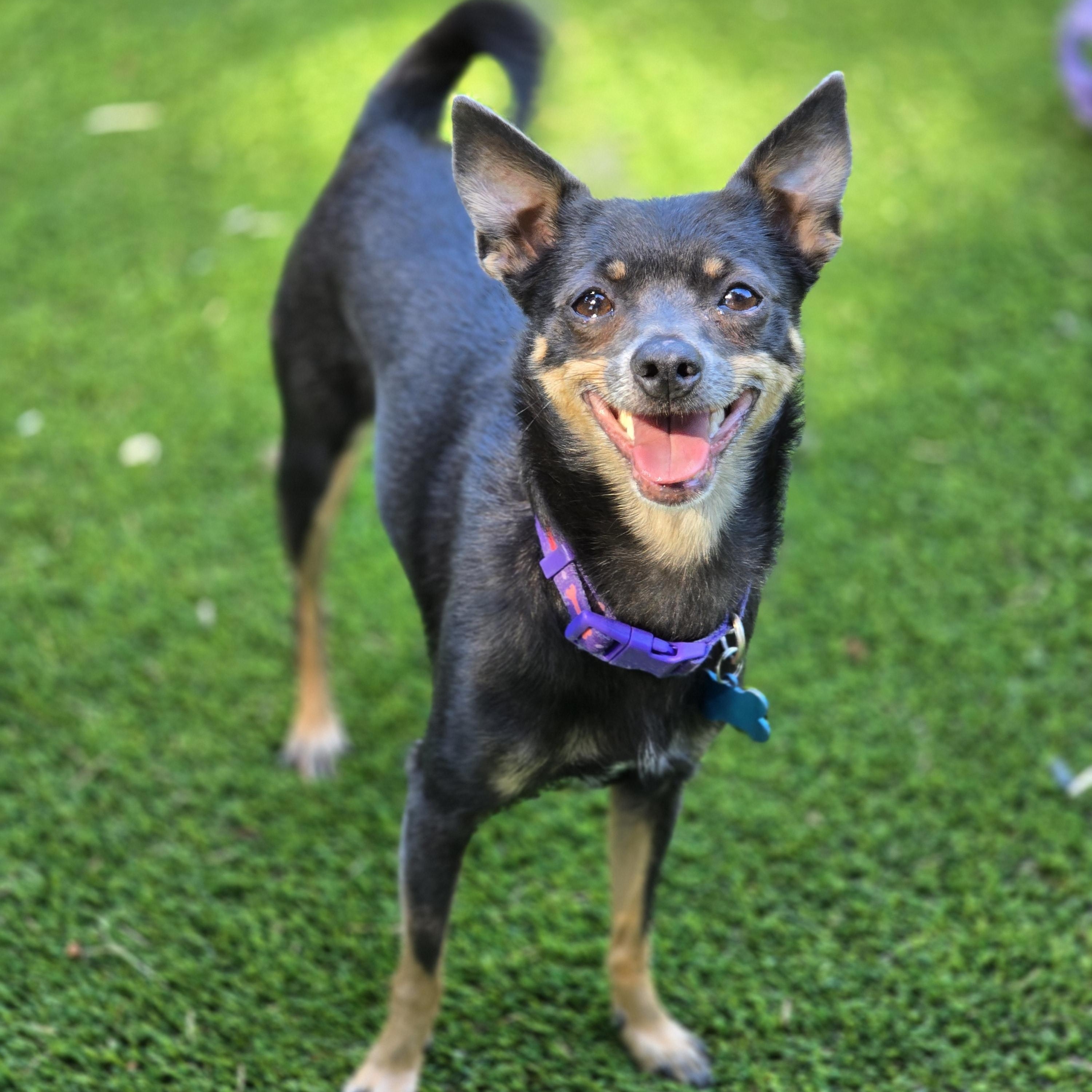 Enlarge Cecelia (Cece), a Adoptable mixed breed in Buckley, WA image 4/5
