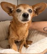 Enlarge Helen, a Adopted Chihuahua in Redmond, OR image 1/1