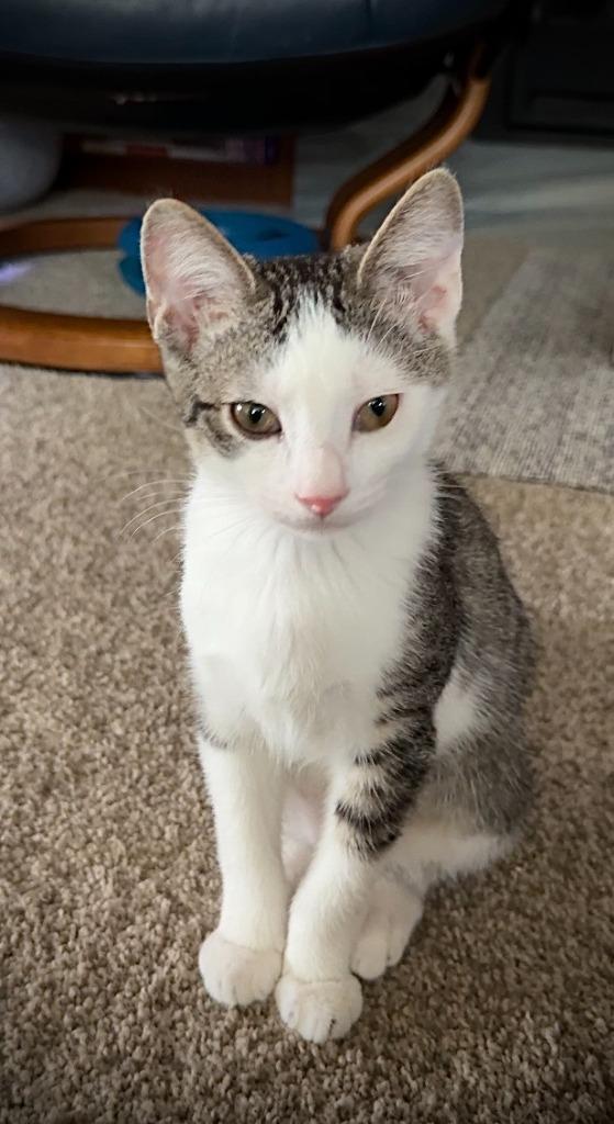 Winken, Adoptable, Kitten Male Tabby.