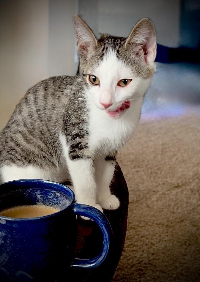 Enlarge Winken, a Adoptable Tabby in Palmer, AK image 3/6