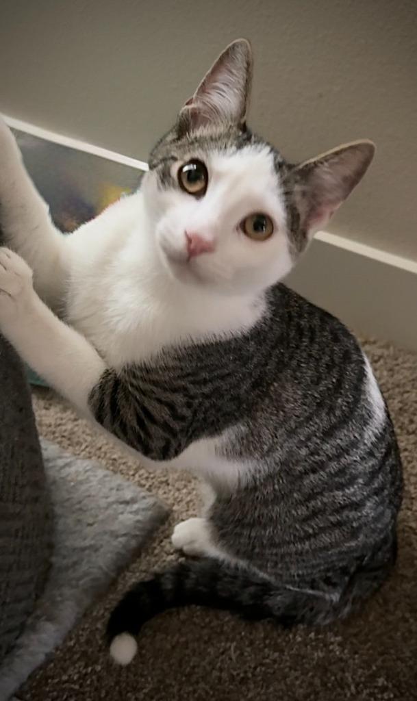 Enlarge Winken, a Adoptable Tabby in Palmer, AK image 4/6