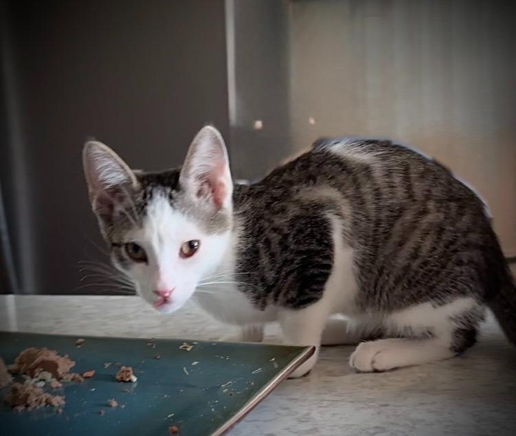 Enlarge Winken, a Adoptable Tabby in Palmer, AK image 5/6